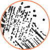 Legionella